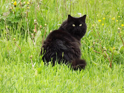 Photo of black cat to help illustrate the story.