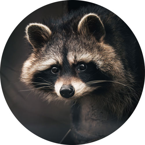 Algol (Beta Persei): The Devilish Winking Star – The Garden Astronomer