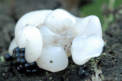 Photo of "star jelly": Oviducts of amphibians regurgitated by predators such as martens or raptors from Commanster, Belgium.